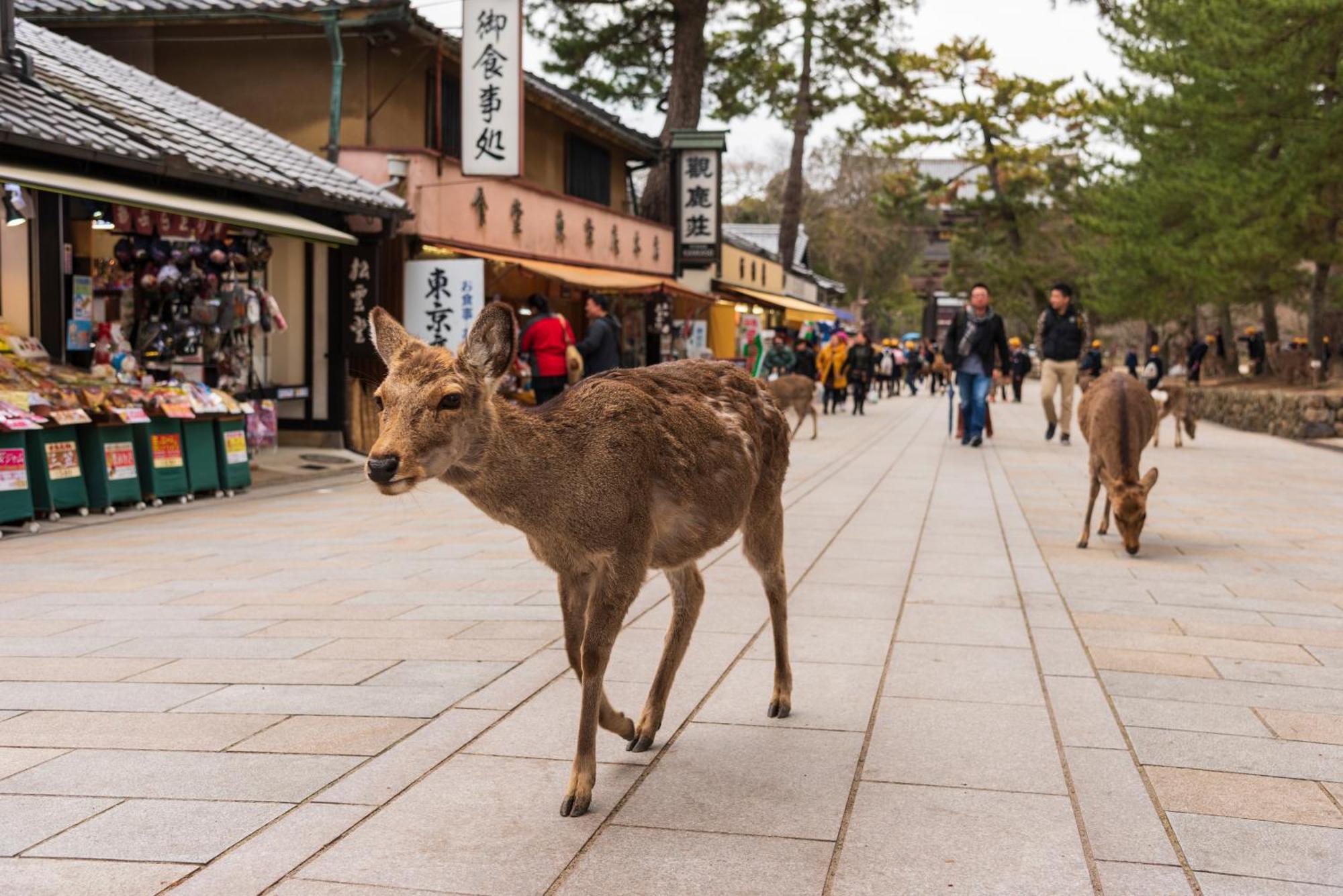 Vila Ranjatai Nara Exteriér fotografie